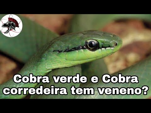 Cobra verde e cobra corredeira tem veneno? | Biólogo Henrique o Biólogo das Cobras