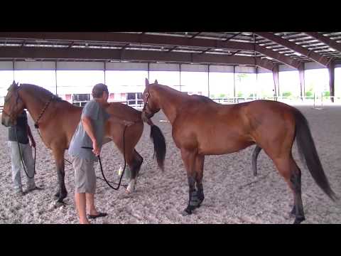 Fantastic! A Girl And A Horse Great Bond - How To Training Your Horse #HorseTraining