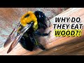 Carpenter Bee Facts The WOOD BEE Animal Fact Files