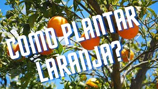 Como Plantar Laranja  - Como Fazer Mudas de Laranja do Galho - ESTAQUIA, ENRAIZAR.