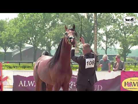 N 108 SAC ALMAHDI   AH Weekend 2022   International C Show   Colts 3 Years Old Class 27