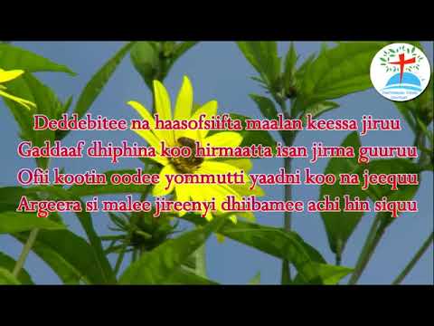 Si’i Argachuun Koo Yaa Gooftaa   Addisuu Waayimaa Faarfannaa Walaloo waliin