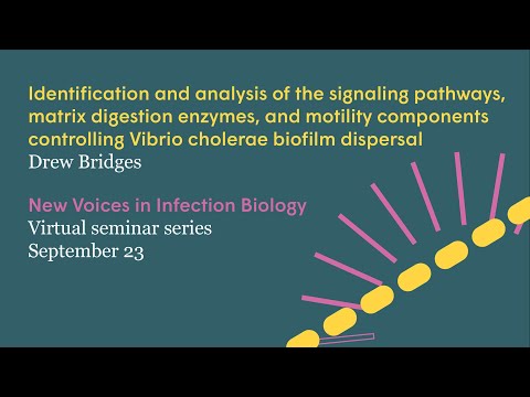 Vibrio cholerae biofilm dispersal | Virtual Seminar with Drew Bridges