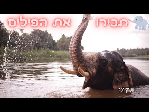 , title : 'פילים לילדים בעברית 🐘 בעלי חיים בטבע'