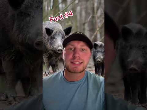 5 Facts About Feral Hogs You Didn’t Know 🐖