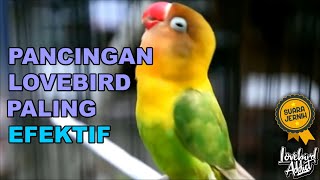 Download lagu Lovebird Ngetik Ngekek Panjang Memanggil Lawan Pancingan Lovebird Tercepat Untuk LB Bahan mp3
