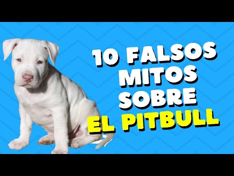 10 FALSOS MITOS SOBRE EL PITBULL