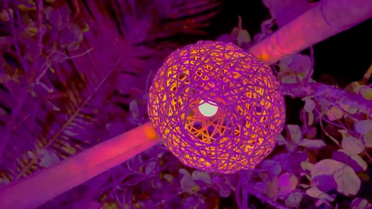 Mia Beach Club Tulum | Poolside Fun, Dining & Party in Tulum’s Hotel Zone