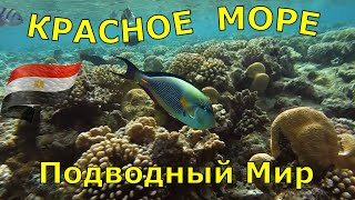 Этот ролик об удивительном подводном мире Красного моря. Мы отдыхали  в Египте много раз. Последний раз в марте 2020 г. в отеле Dreams Beach Resort , Египет Шарм Эль Шейх.  Здесь потрясающий коралловый риф, длина которого составляет