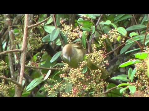 Bulbul okrový (Alophoixus ochraceus) — správanie, biotop a hlas