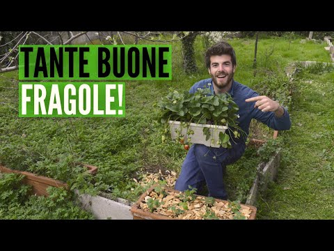 TRAPIANTARE le FRAGOLE, 5 regole essenziali