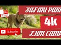 1 HOUR OF TOUR OF LION CAMP AT SARAFI PARK