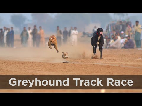 Greyhound (Dog) Track Race | تازی کتوں کی ٹریک ریس | Lawa Chakwal