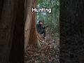 The call sound of wild deer from the Kalimantan #hunting #kalimantanforest