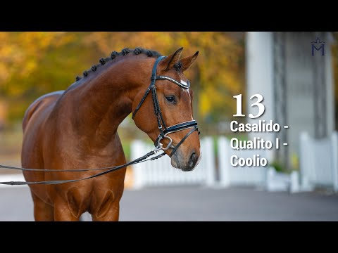 5. Mecklenburger Körtage ONLINE AUKTION Nr.13  Casalido - Qualito I - Coolio