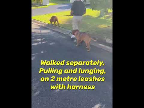 The Pack Whisperer (Read Profile First) video.