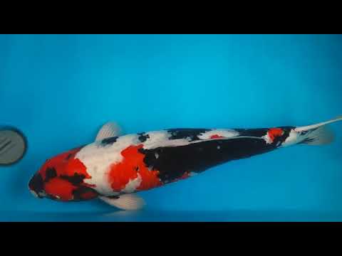 G4042 07 SHOWA 64 CM MALE