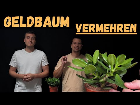 How to propagate your money tree - Simple and quick tips to propagate your money tree.