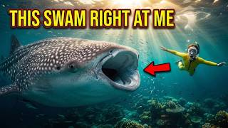 Best Snorkeling Spots in Baa Atoll Maldives – Natural Wonders & Wildlife Encounters | 4K