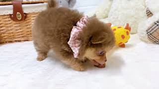 ハーフ犬の動画02
