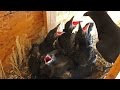 Raven nest with 5 young in our Horse barn in Wyoming