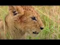 Little Lion Runs Into Big Buffalo Little Big Cat BBC Earth Kids