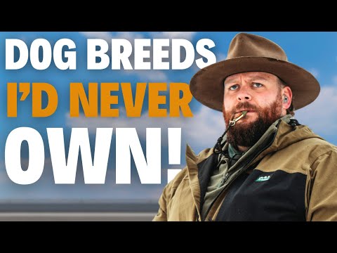 Las 3 razas de perros que NUNCA TENDRÍA como adiestrador de perros