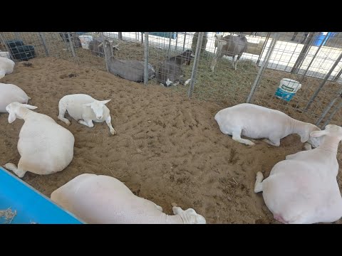 AGRO PESCA CARAÚBAS PARAÍBA PRIMEIRO ANO 2025