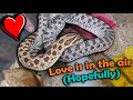 Pairing Our Snakes For Breeding