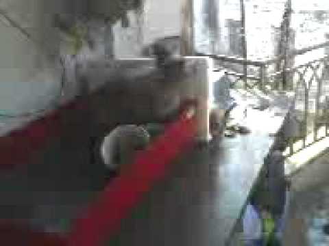 κουνελι παιζει...3GP