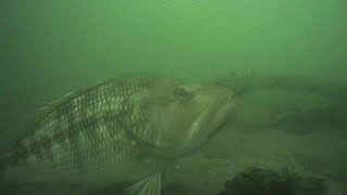 NYC-Underwater cam Pier 8 Far Rockaway 9/21/2025