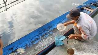preview picture of video 'Ikan Depik Yang Hanya Ada di Takengon Indonesia'