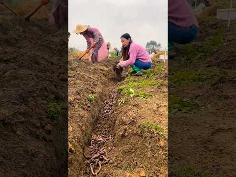 #short #agriculture #agritools#farming2024  #youtubeshorts #EliteShortsUnleashed #1568