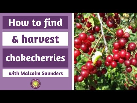 image-Are choke cherries edible?