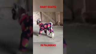Baby goats in pajamas deserve a round of applause