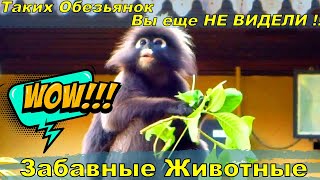 Очковые лангуры - просто разновидность 
обезьян, которые обитают всего в трех 
странах на планете. Среди них и 
Малайзия.Не трудно догадаться откуда 
взялось это название)
Лангуры относятся к отряду макак, но 
совсем на них не