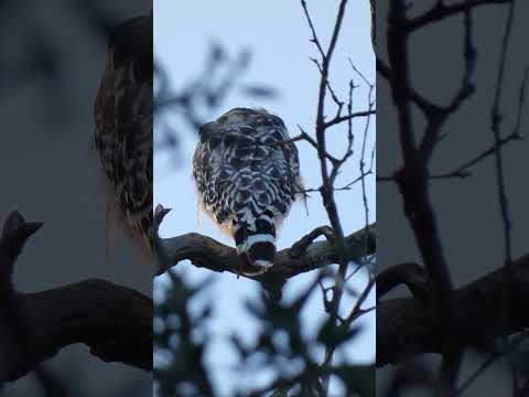 アカハシタカ🐦早朝の止まり木 #redShoulderedhawk
