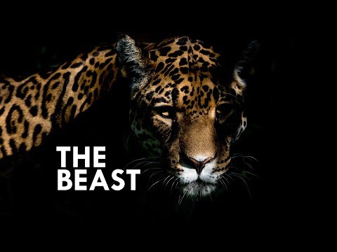 Jaguar: The True King of the Jungle