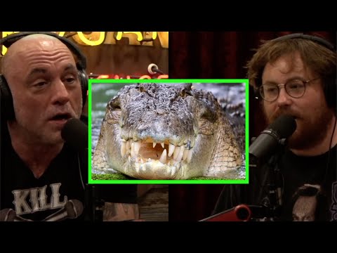 Saltwater Crocodiles and the Other Dangerous Animals of Australia