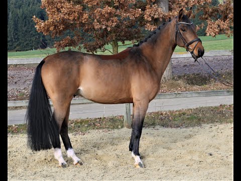 Grando von Worrenberg, Orlando x Gragenit, Wallach, 161 cm, geb. 2017