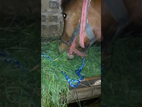 Manza de 9 luni de vanzare