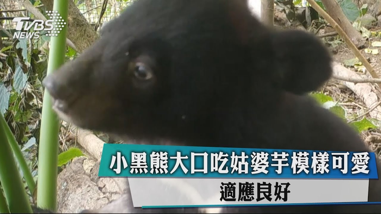 小黑熊大口吃姑婆芋模樣可愛 適應良好
