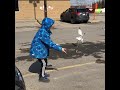 Bird Seagull Funny Eats French Fries On The Fly At A W Parking Lot