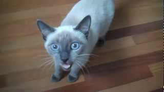 Noisy Blue Point Siamese Cat Aiko