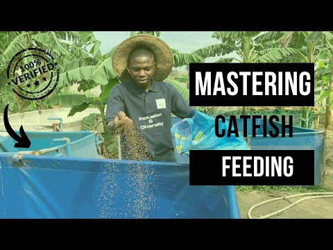 How to avoid wasting Catfish Feeds through Overfeeding #catfishfarm #catfishing