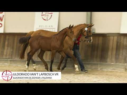 ULDORADO VAN'T LAPBOSCH VR (ELDORADO VAN DE ZESHOEK X FALDIANO)