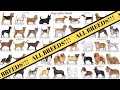 All Breeds of Dogs around the World | Breed of Dogs A-Z