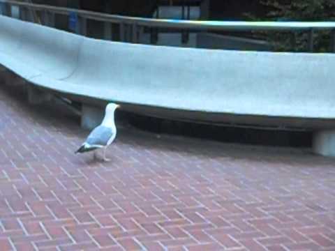 Filming a Sea Gull, Harassed by Private Security--SMASH My CAMERA?