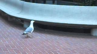Filming a Sea Gull, Harassed by Private Security--SMASH My CAMERA?