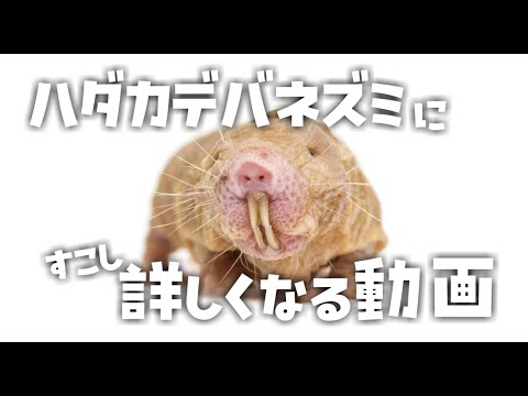 ハダカデバネズミ (Heterocepalus glaber)